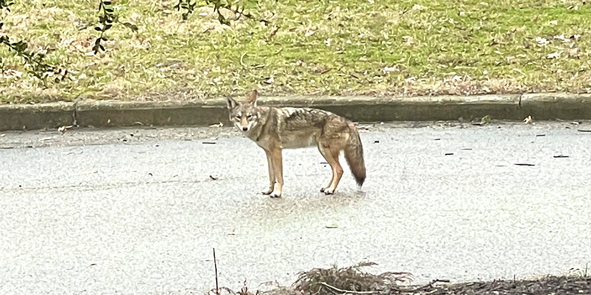 coyote